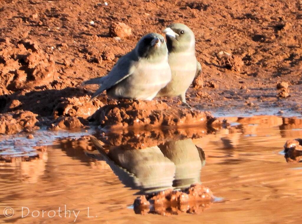 Masked Woodswallow (Artamus personatus)