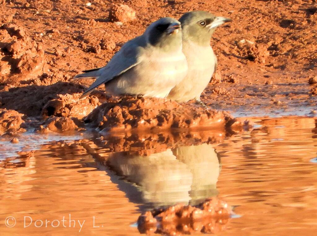 Masked Woodswallow (Artamus personatus)