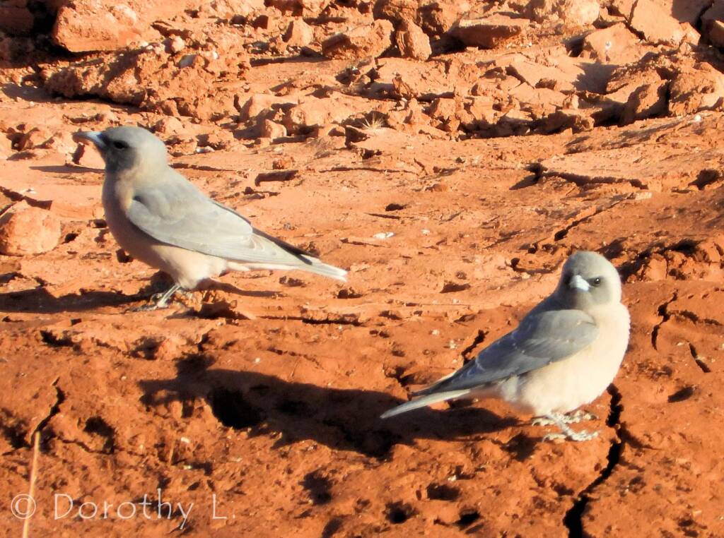 Masked Woodswallow (Artamus personatus)