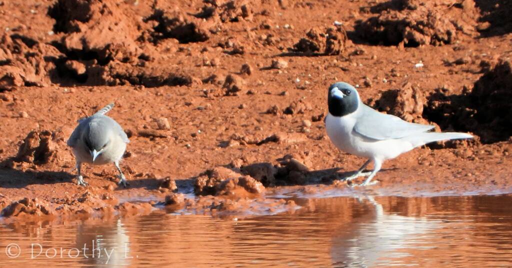 Masked Woodswallow (Artamus personatus)