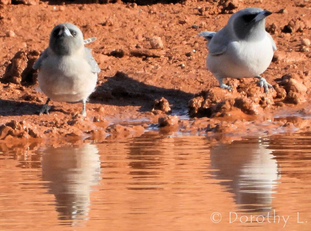 Masked Woodswallow (Artamus personatus)