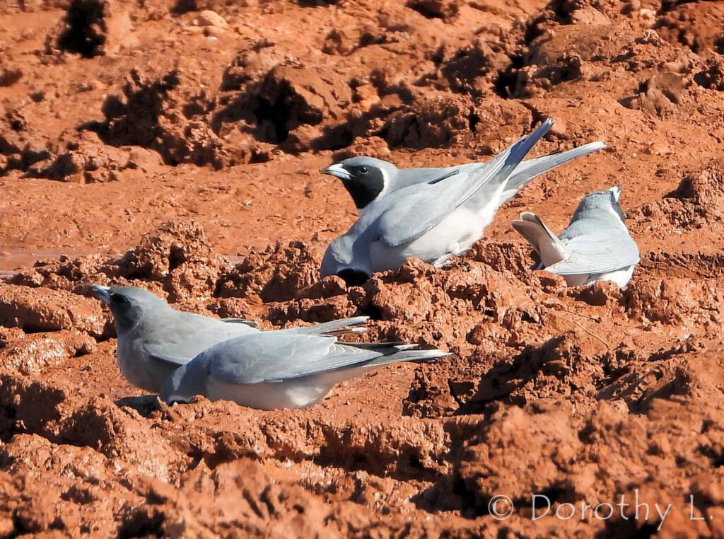 Masked Woodswallow (Artamus personatus)