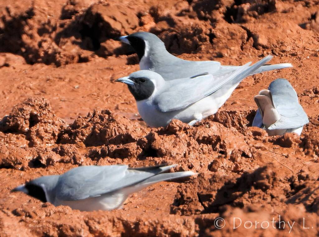 Masked Woodswallow (Artamus personatus)