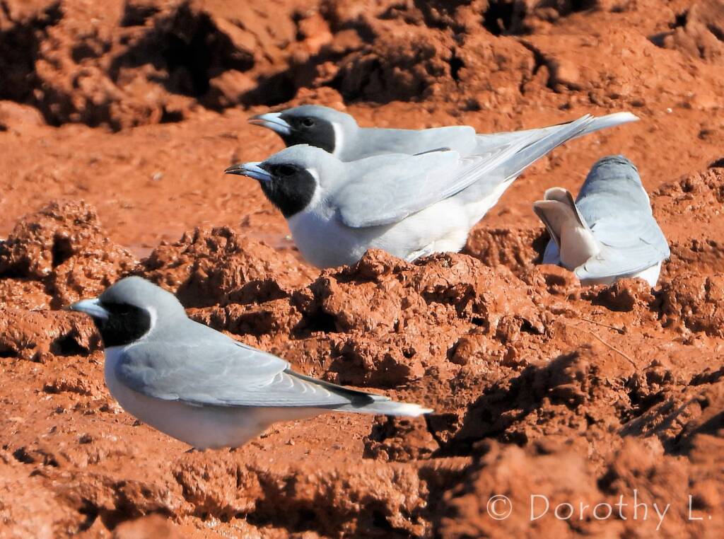 Masked Woodswallow (Artamus personatus)