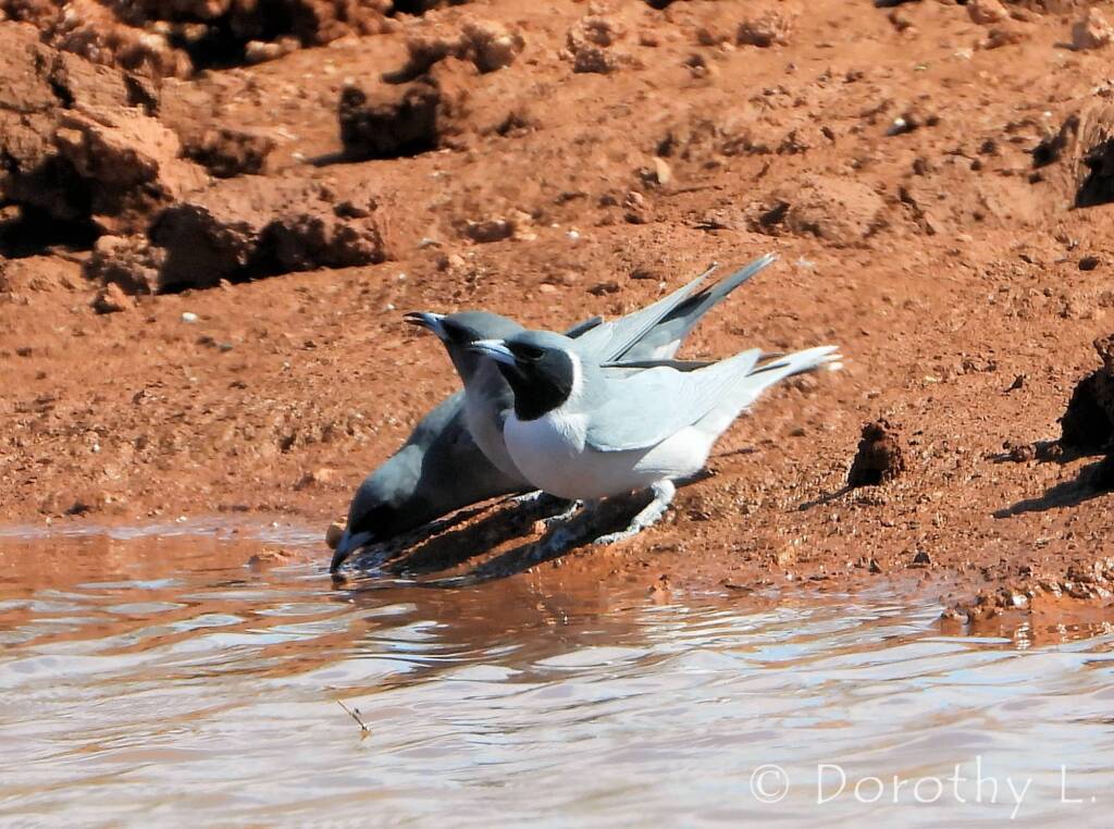 Masked Woodswallow (Artamus personatus)