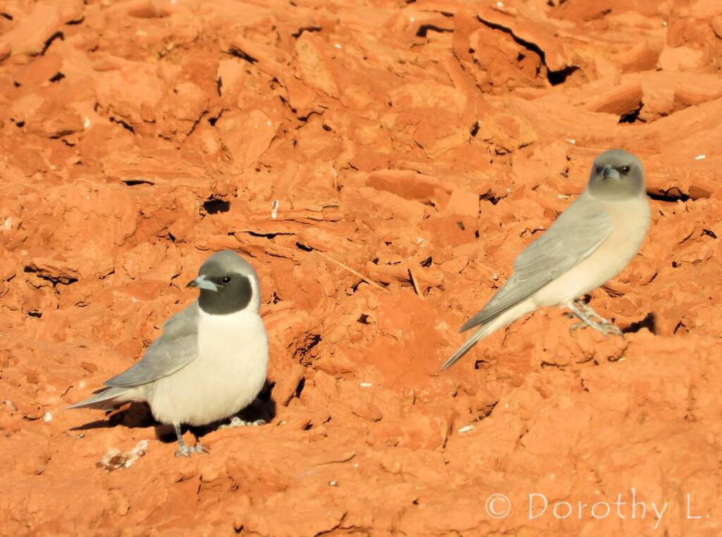 Masked Woodswallow (Artamus personatus)
