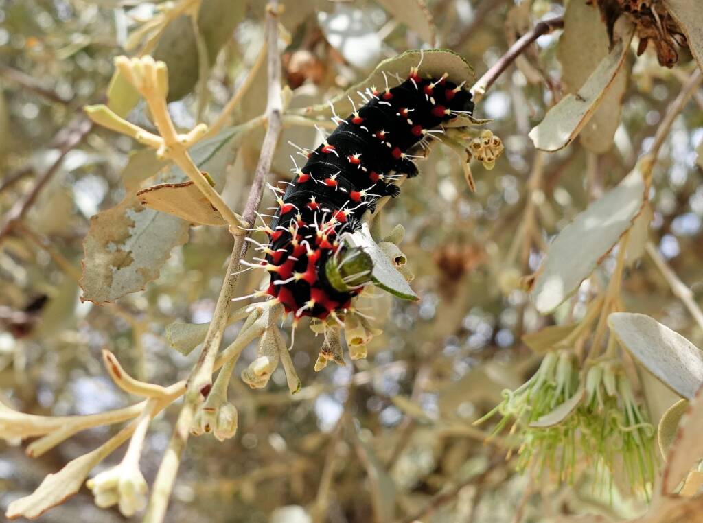 Caterpillar of the Mistletoe Emperor Moth (Austrocaligula engaea)