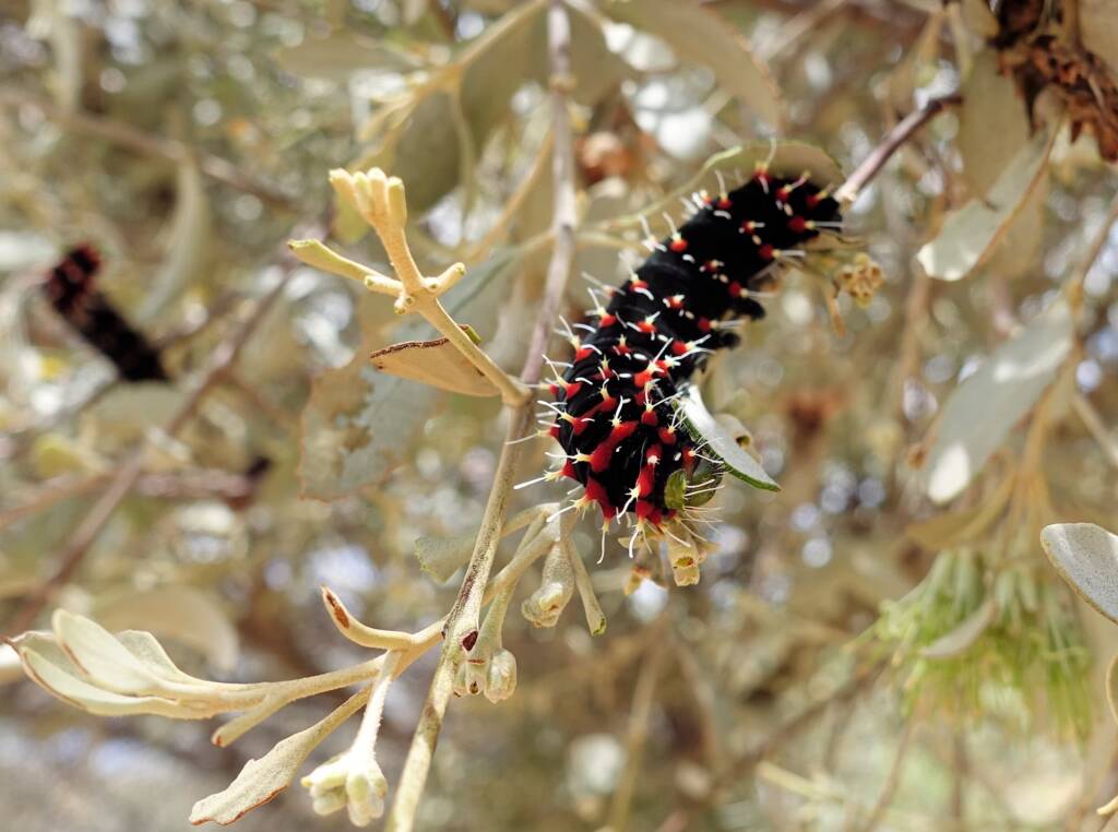 Caterpillar of the Mistletoe Emperor Moth (Austrocaligula engaea)
