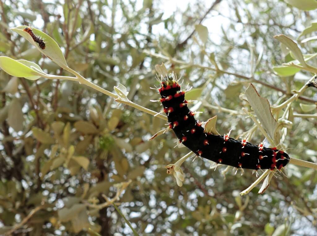Caterpillar of the Mistletoe Emperor Moth (Austrocaligula engaea)