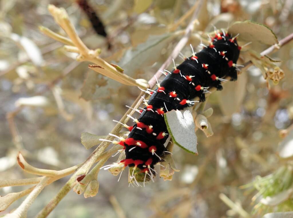 Caterpillar of the Mistletoe Emperor Moth (Austrocaligula engaea)