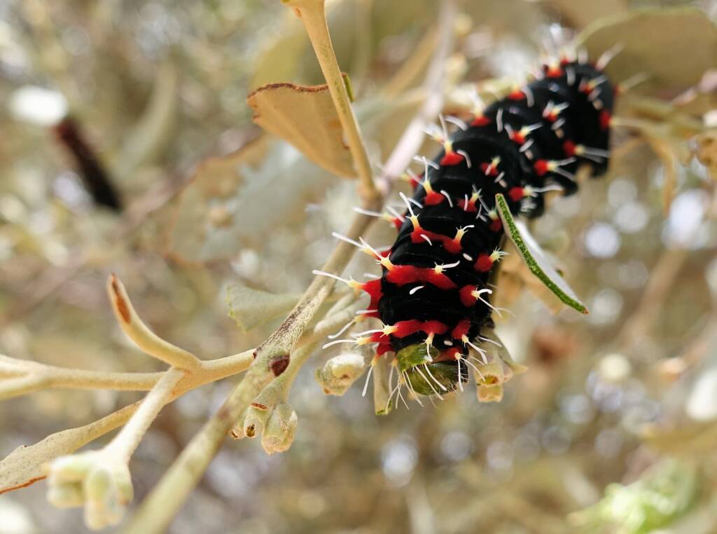 Caterpillar of the Mistletoe Emperor Moth (Austrocaligula engaea)