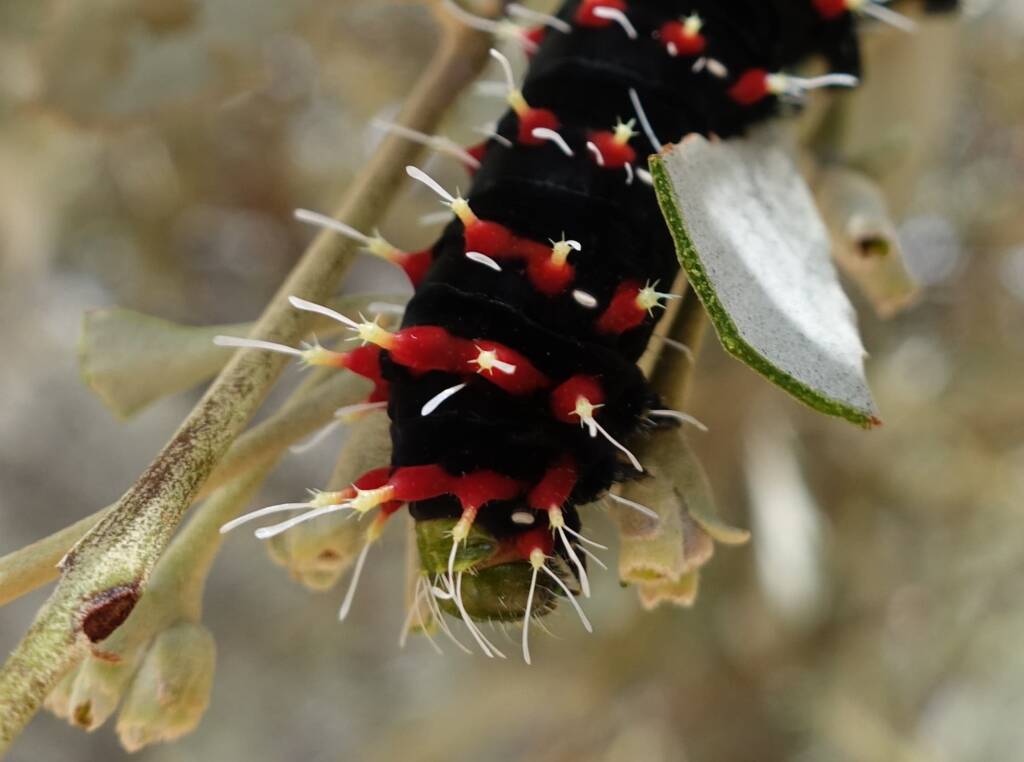 Caterpillar of the Mistletoe Emperor Moth (Austrocaligula engaea)