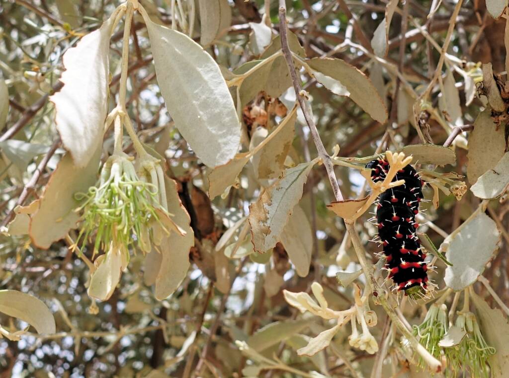 Caterpillar of the Mistletoe Emperor Moth (Austrocaligula engaea)