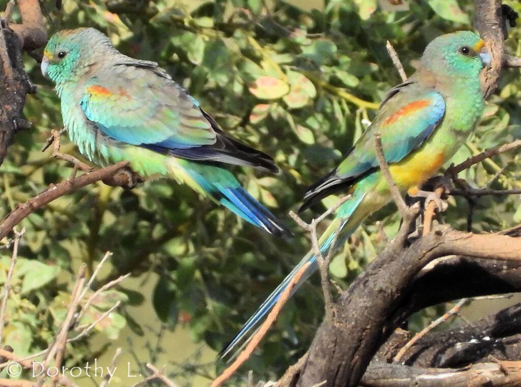 Mulga Parrot (Psephotellus varius)