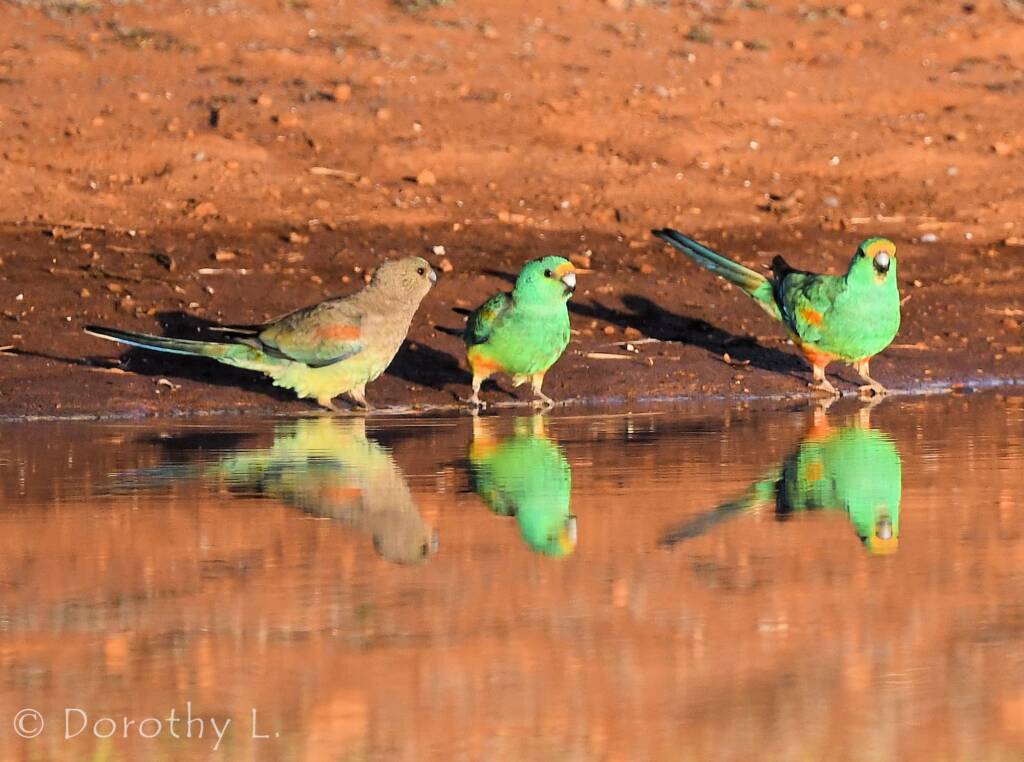 Mulga Parrot (Psephotellus varius)