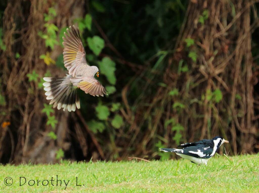 Noisy Miner (Manorina melanocephala)