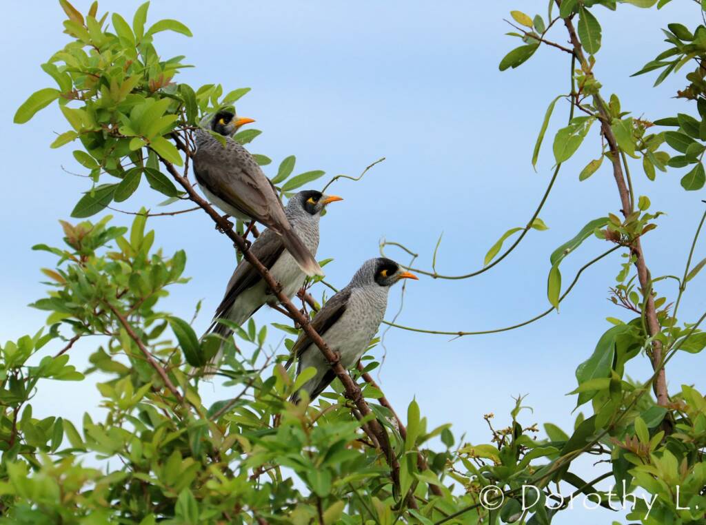 Noisy Miner (Manorina melanocephala)
