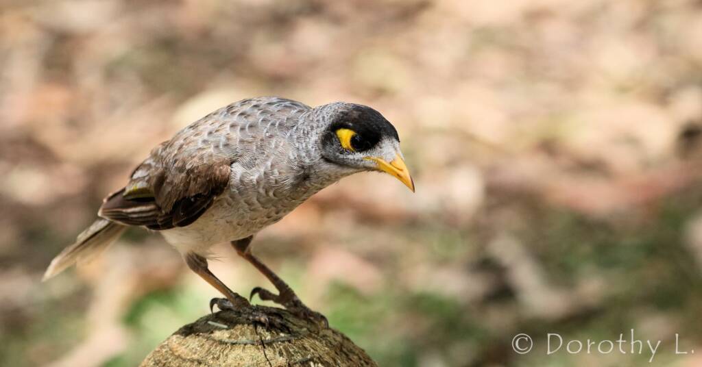 Noisy Miner (Manorina melanocephala)