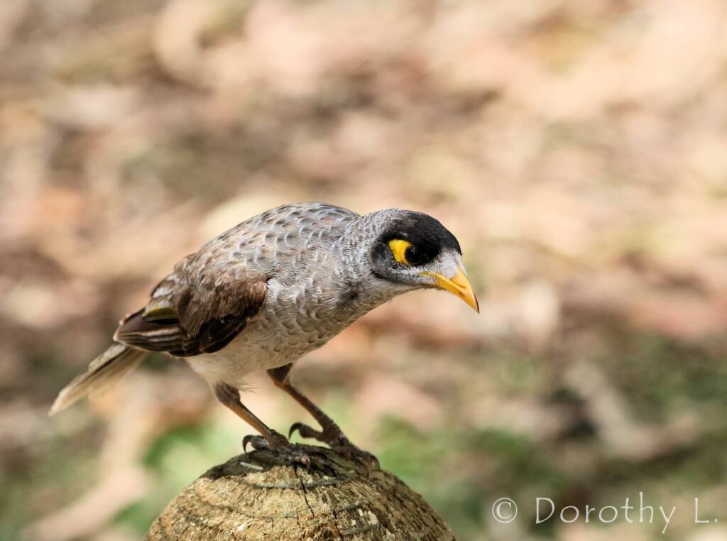 Noisy Miner (Manorina melanocephala)