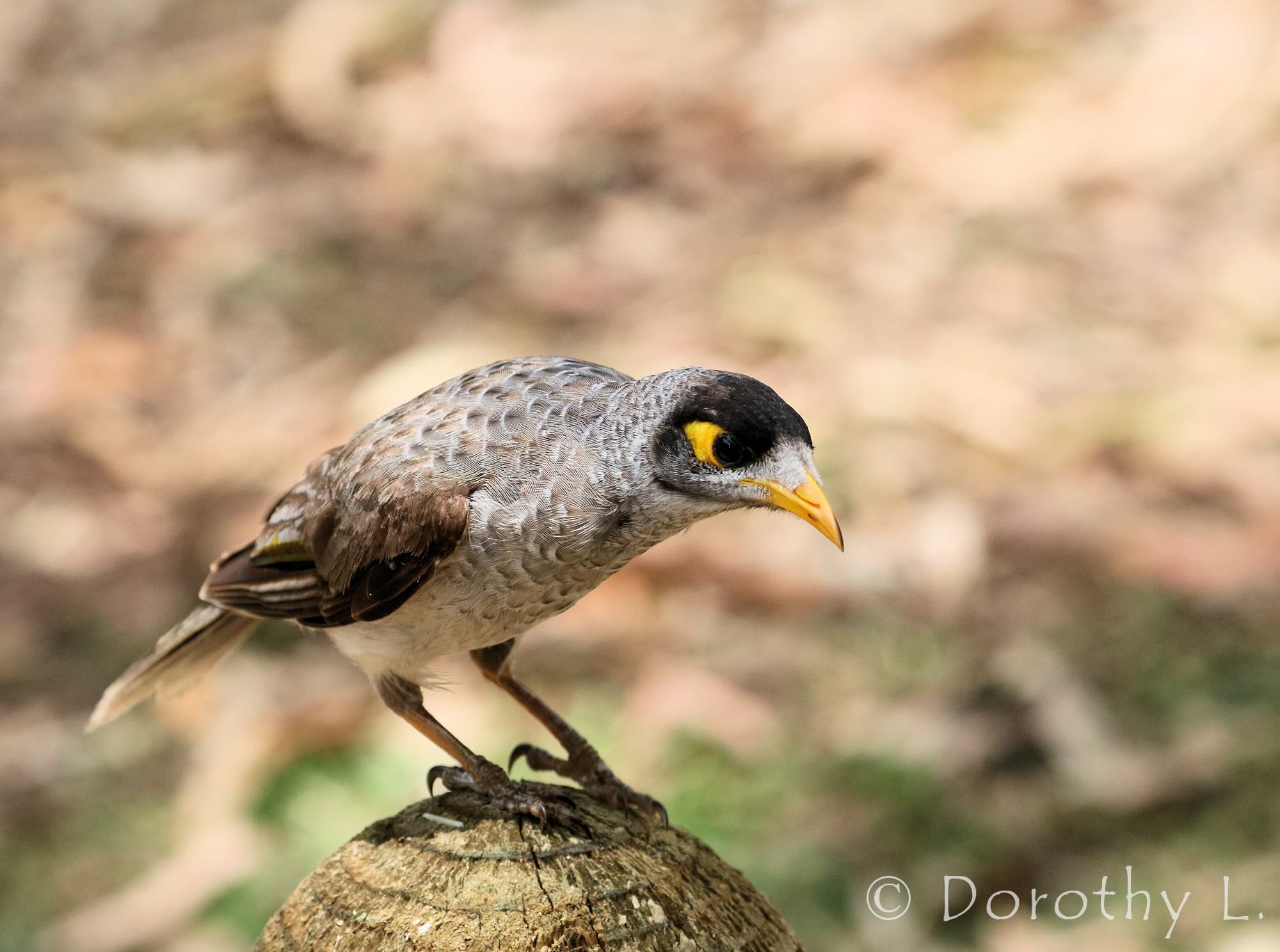 Noisy Miner (Manorina melanocephala)