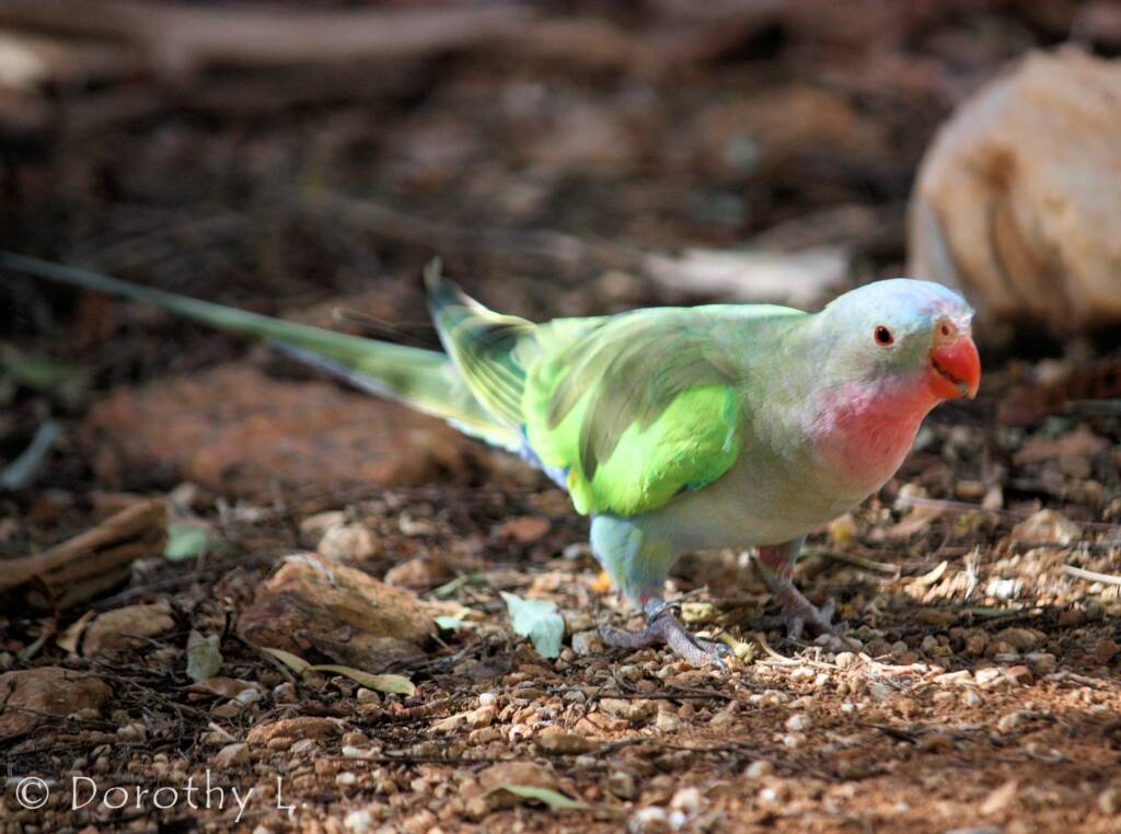 Princess Parrot (Polytelis alexandrae)