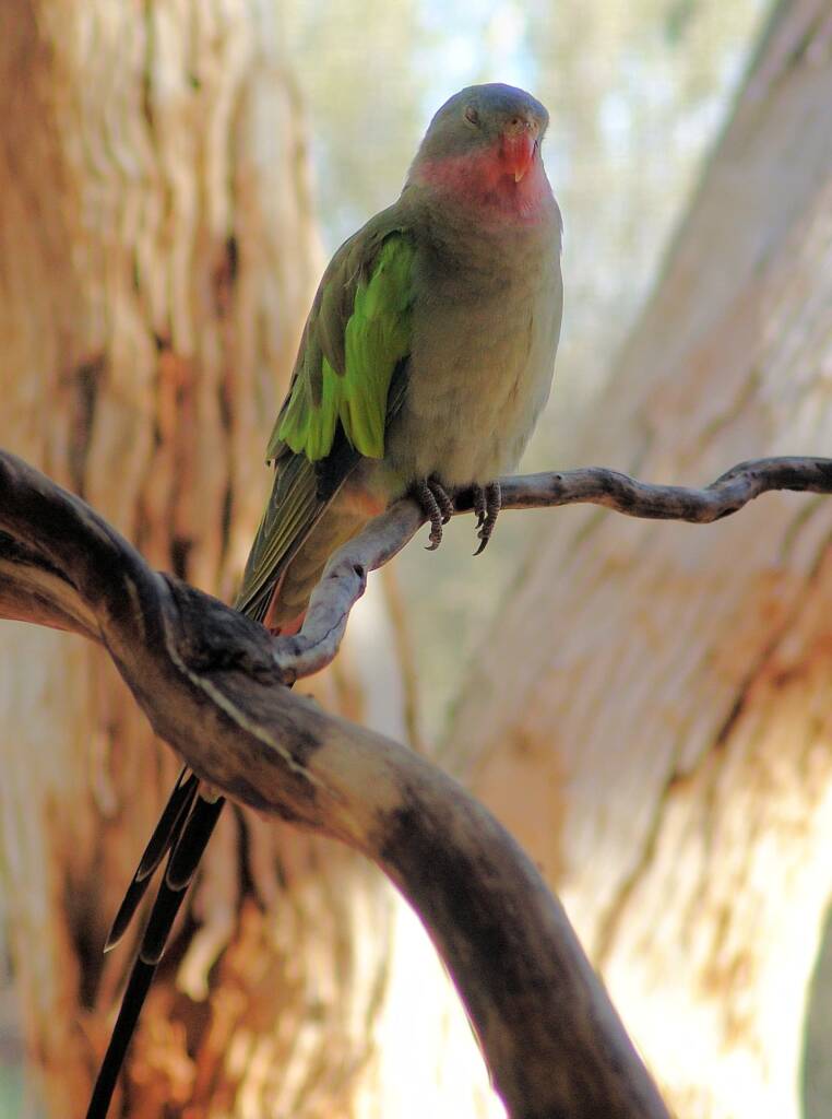 Princess Parrot (Polytelis alexandrae)