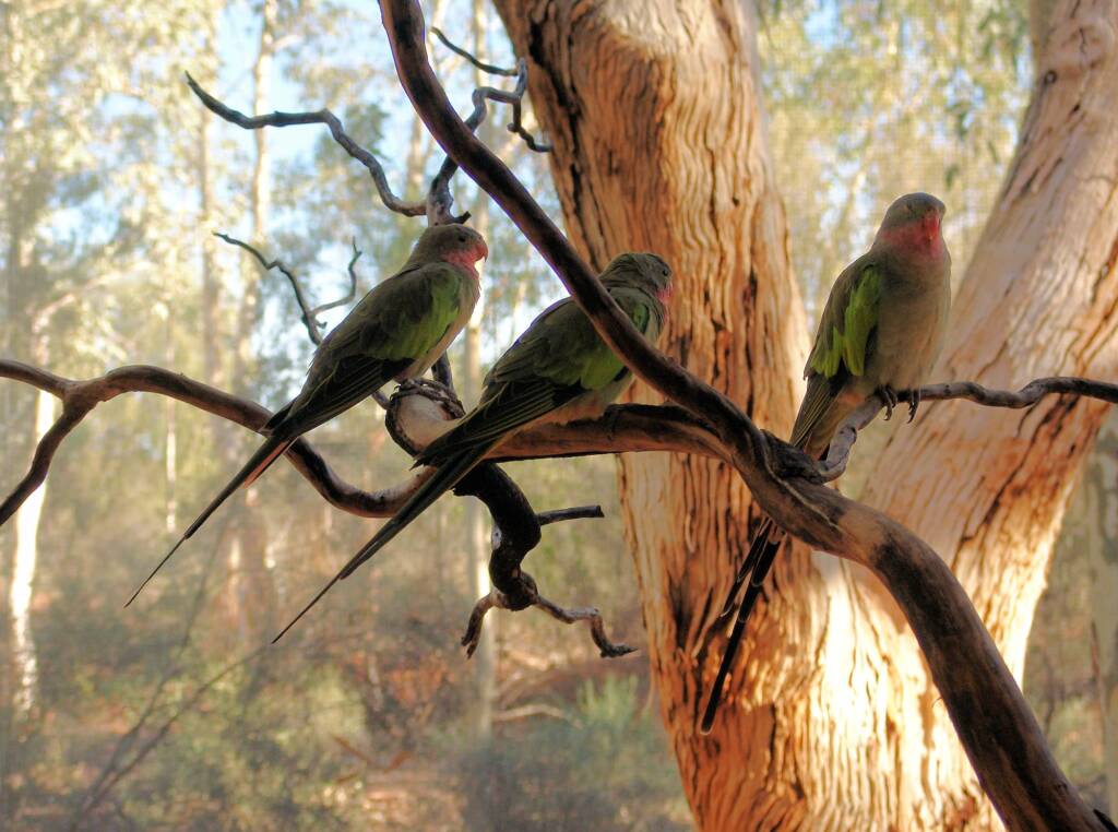 Princess Parrot (Polytelis alexandrae)