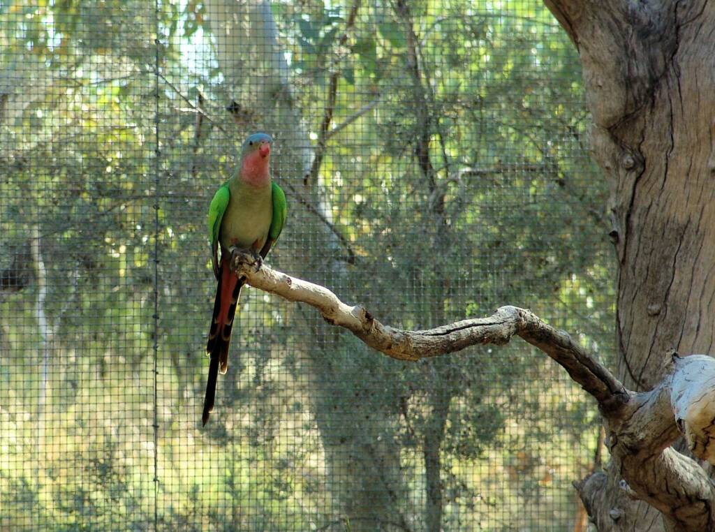 Princess Parrot (Polytelis alexandrae)