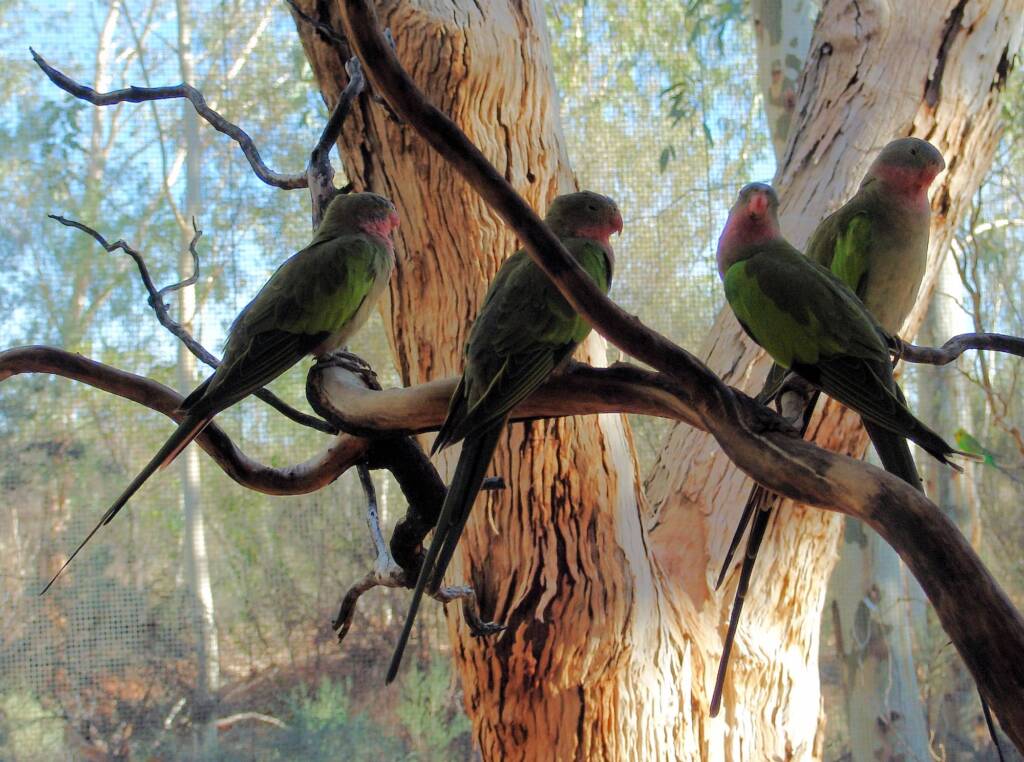 Princess Parrot (Polytelis alexandrae)