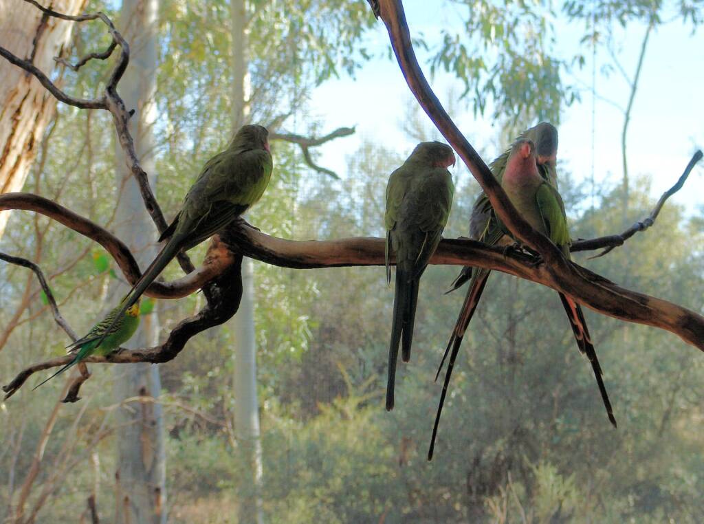 Princess Parrot (Polytelis alexandrae)