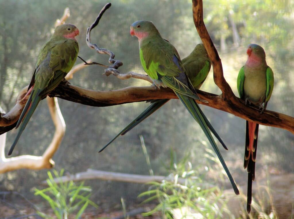 Princess Parrot (Polytelis alexandrae)