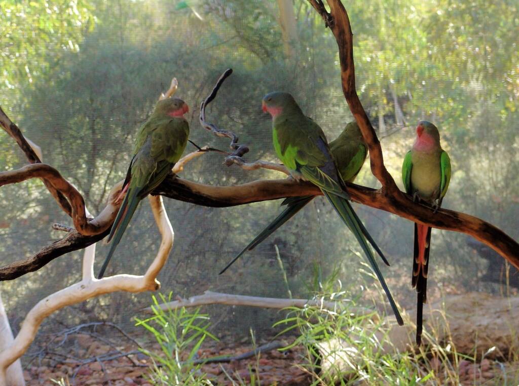 Princess Parrot (Polytelis alexandrae)
