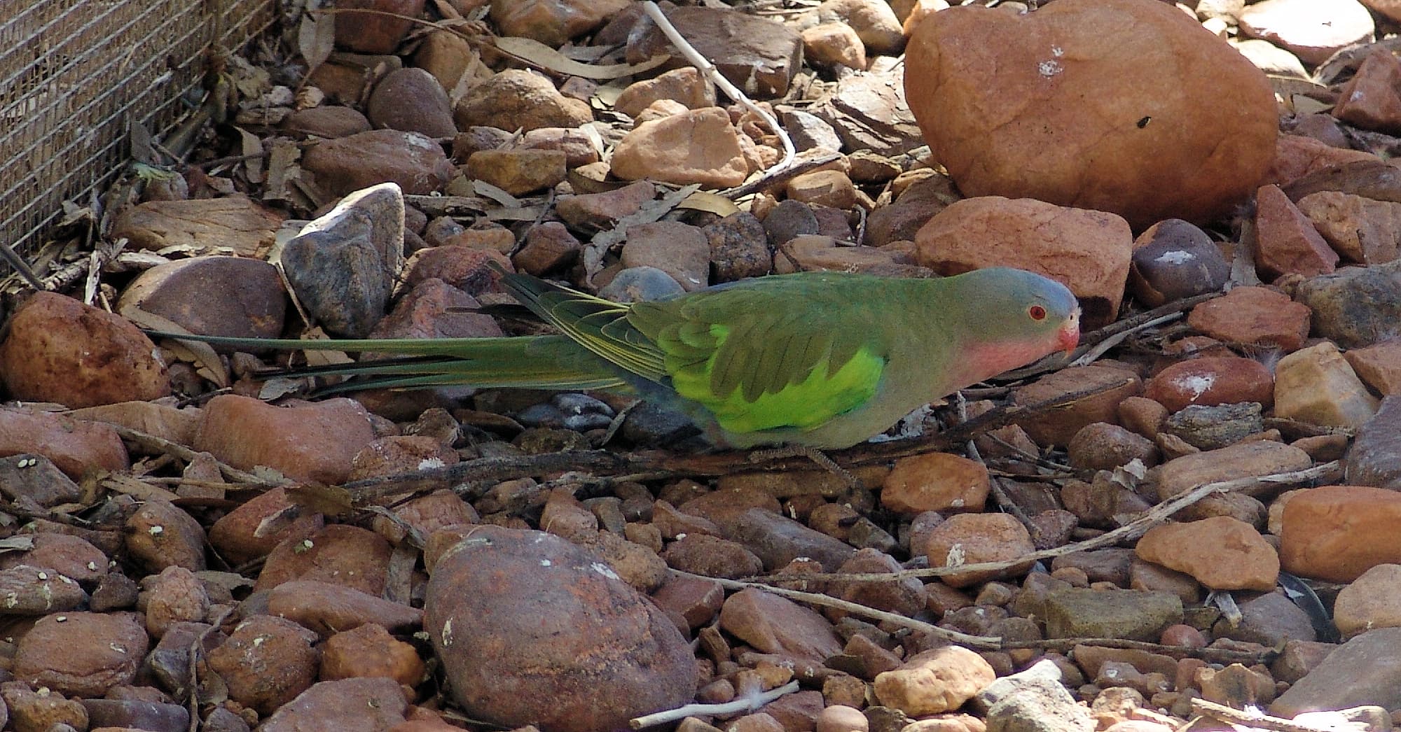 Princess Parrot (Polytelis alexandrae)