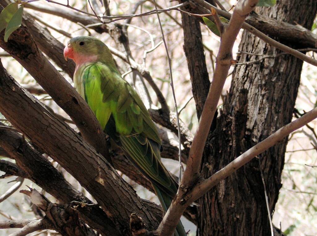 Princess Parrot (Polytelis alexandrae)