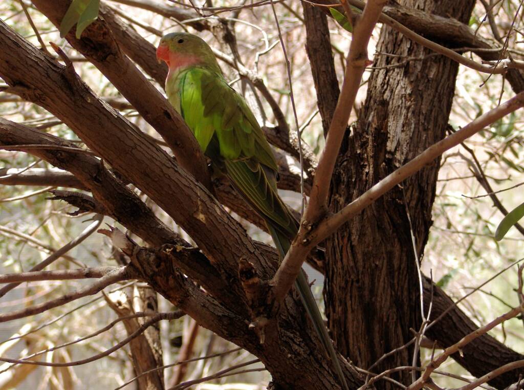 Princess Parrot (Polytelis alexandrae)