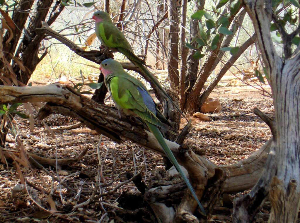 Princess Parrot (Polytelis alexandrae)
