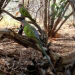 Princess Parrot (Polytelis alexandrae)