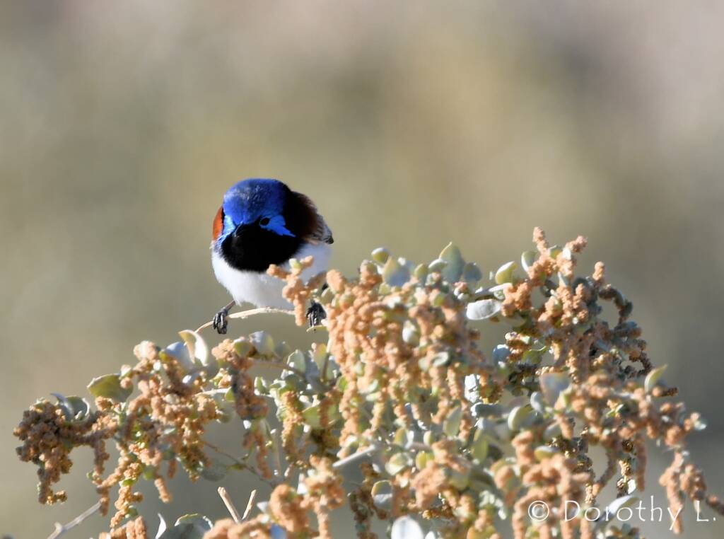 Purple-backed Fairywren (Malurus assimilis)
