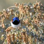 Purple-backed Fairywren (Malurus assimilis)