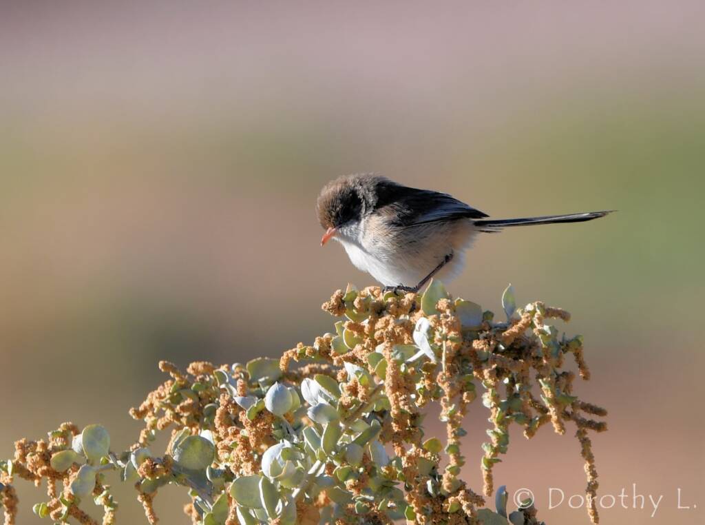Purple-backed Fairywren (Malurus assimilis)
