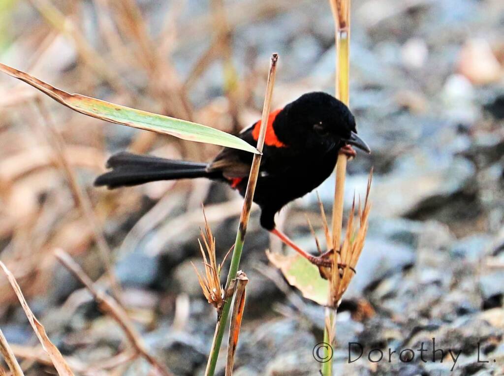 Red-backed Fairywren (Malurus melanocephalus)