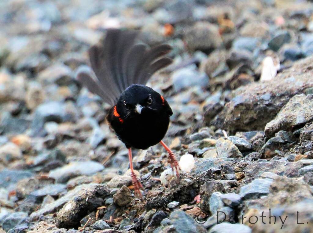 Red-backed Fairywren (Malurus melanocephalus)
