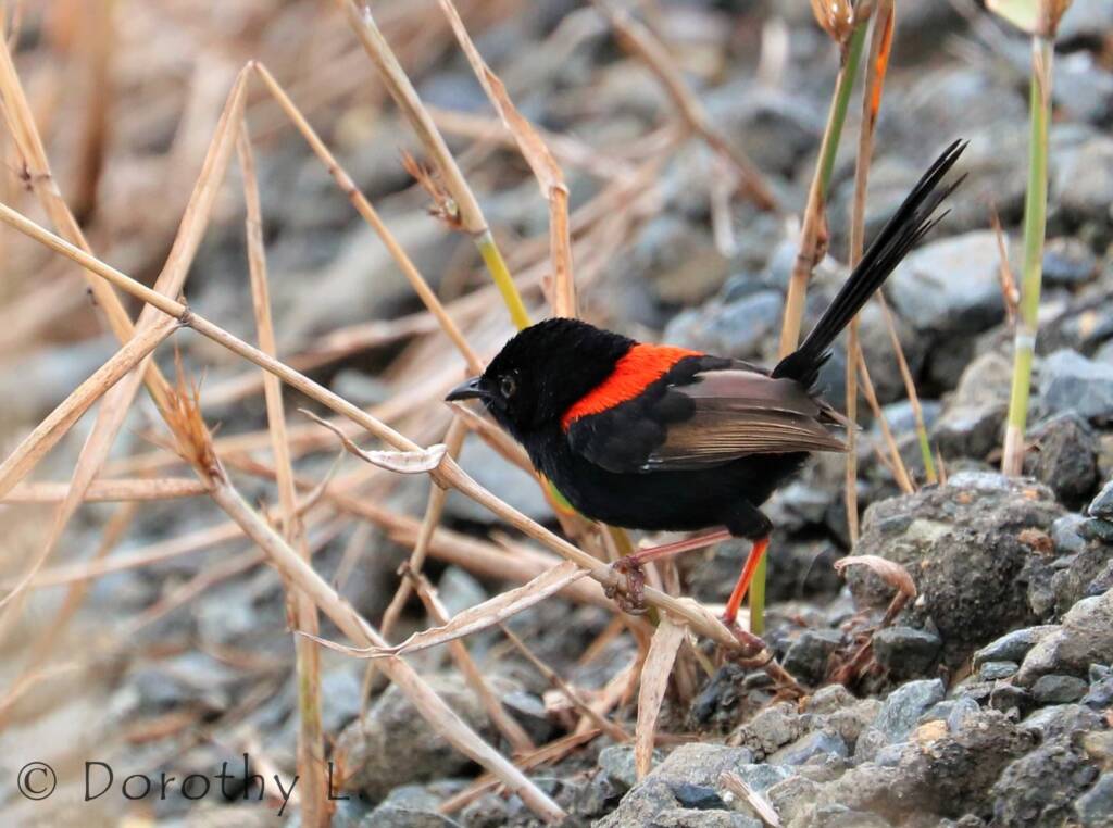 Red-backed Fairywren (Malurus melanocephalus)
