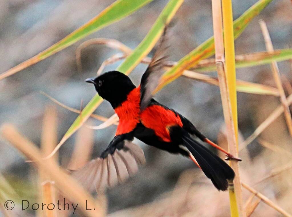 Red-backed Fairywren (Malurus melanocephalus)