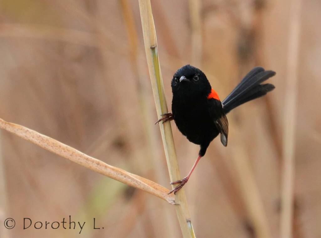 Red-backed Fairywren (Malurus melanocephalus)