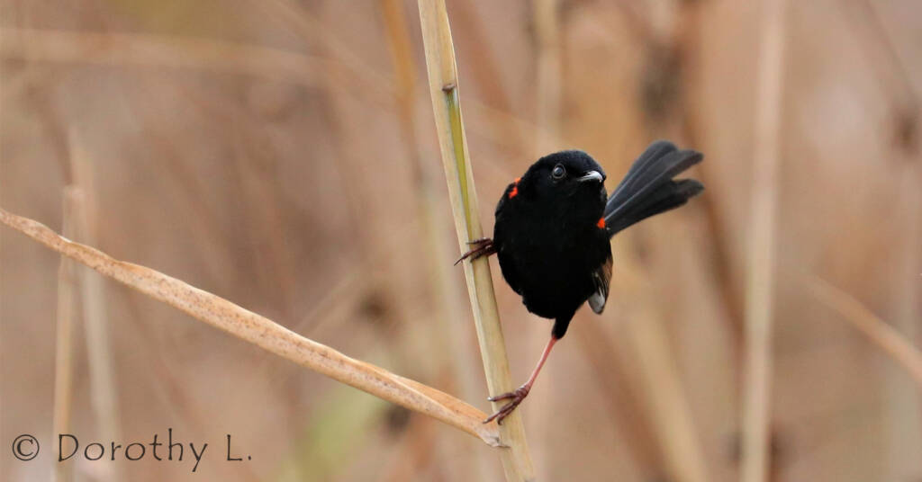 Red-backed Fairywren (Malurus melanocephalus)
