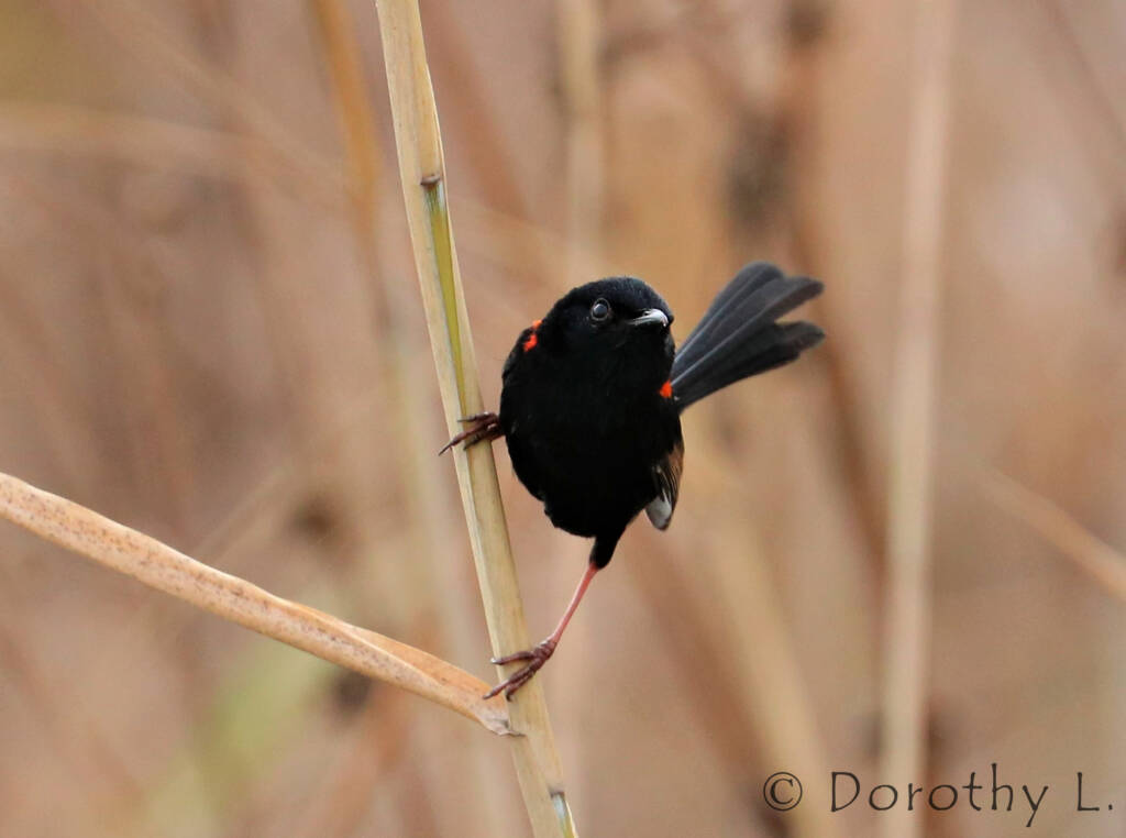Red-backed Fairywren (Malurus melanocephalus)