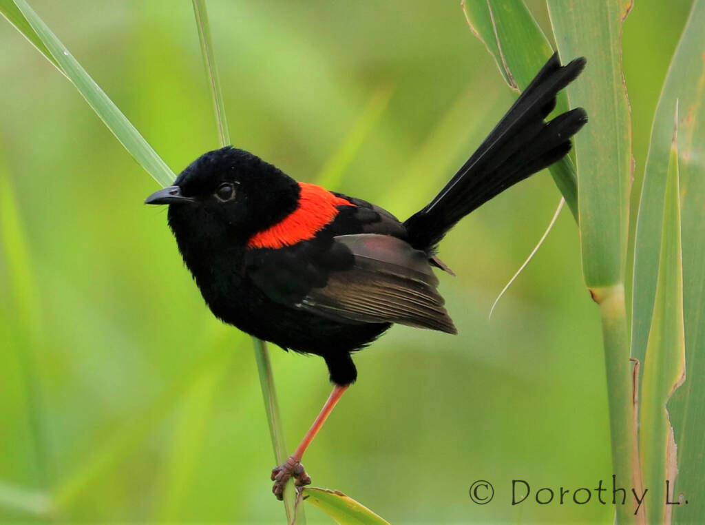 Red-backed Fairywren (Malurus melanocephalus)