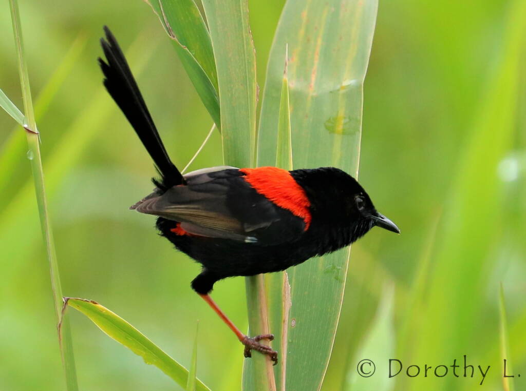 Red-backed Fairywren (Malurus melanocephalus)