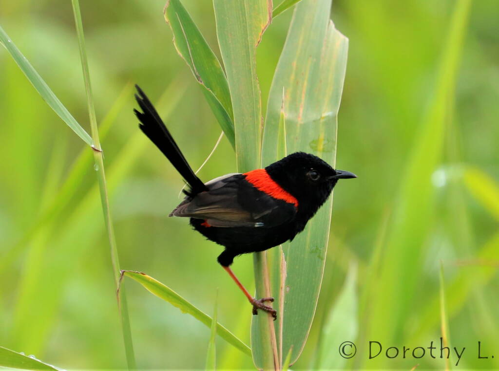 Red-backed Fairywren (Malurus melanocephalus)